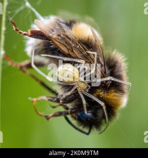 Il ragno dai piedi pettini (Enoplognatha) si nutra su una bomba morta intrappolata nella sua rete, nello Yorkshire, Inghilterra, Regno Unito Foto Stock