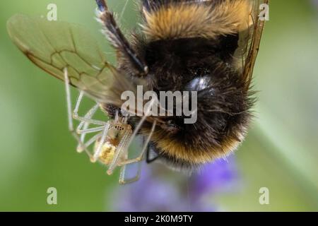 Il ragno dai piedi pettini (Enoplognatha) si nutra su una bomba morta intrappolata nella sua rete, nello Yorkshire, Inghilterra, Regno Unito Foto Stock