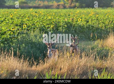 Dama dama bucks daino europeo alla riserva naturale dei laghi di Pacsmag Foto Stock