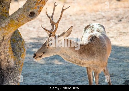 Particolare della testa di un giovane cervo maschio (Cervus elaphus) Foto Stock