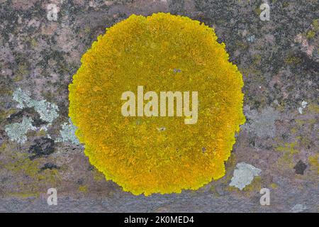 Kalk-Gelbflechte, Runzelige Wandflechte, Gelbflechte, auf einer Mauer, Xanthoria cf. Calcola, Arancione Lichen Foto Stock