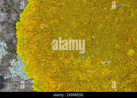 Kalk-Gelbflechte, Runzelige Wandflechte, Gelbflechte, auf einer Mauer, Xanthoria cf. Calcola, Arancione Lichen Foto Stock