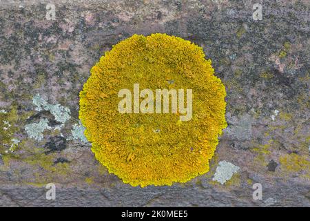 Kalk-Gelbflechte, Runzelige Wandflechte, Gelbflechte, auf einer Mauer, Xanthoria cf. Calcola, Arancione Lichen Foto Stock