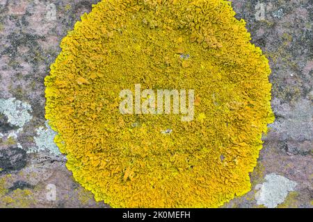 Kalk-Gelbflechte, Runzelige Wandflechte, Gelbflechte, auf einer Mauer, Xanthoria cf. Calcola, Arancione Lichen Foto Stock