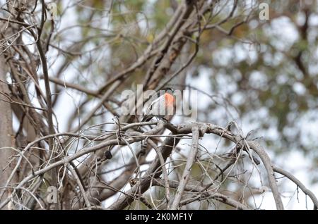 Maschio Scarlet Robin (Petroica boodang) in albero Foto Stock