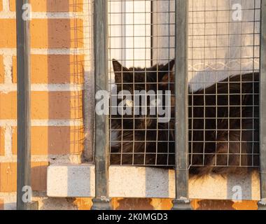 Gatto nero seduto in una finestra con le barre. Ombre del tramonto. Gatto occhi dorati Foto Stock