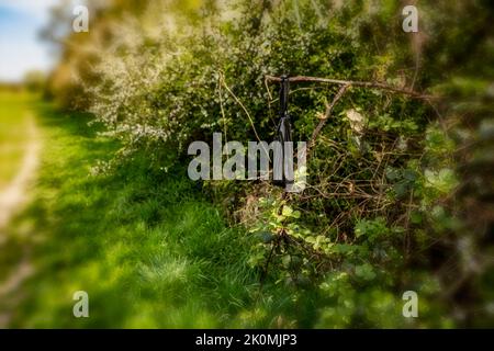 Comportamento sconsiderato e poco socievole e inquinamento ambientale di sacchi di poo pieni di cani appesi da arbusti lungo una passerella ricreativa Foto Stock