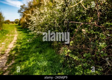 Comportamento sconsiderato e poco socievole e inquinamento ambientale di sacchi di poo pieni di cani appesi da arbusti lungo una passerella ricreativa Foto Stock