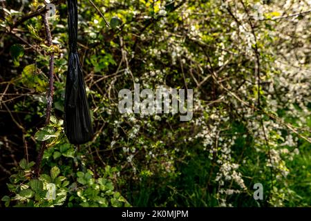 Comportamento sconsiderato e poco socievole e inquinamento ambientale di sacchi di poo pieni di cani appesi da arbusti lungo una passerella ricreativa Foto Stock