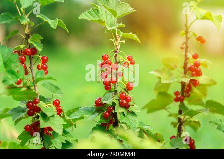 Bacche rosse mature sono appese su un ramo. Proprietà utili del ribes rosso in medicina. Messa a fuoco selettiva Foto Stock