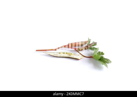 Okra. Pianta commestibile con foglie, frutti e semi su fondo bianco. Foto Stock