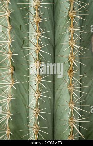 Punte sottili e affilate di un grande cactus Pachycereus pringlei che riempie l'intero casco Foto Stock