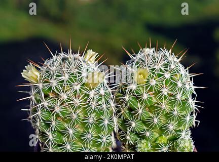 Cactus ditale con fiori (Mammillaria gracilis o Mammillaria vetula) in giardino Foto Stock