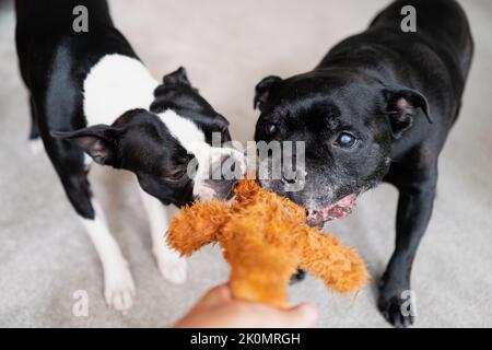 Boston Terrier e uno Staffordshire Bull terrier cani che giocano, tirando su un orsacchiotto che è tenuto da qualcuno. Foto Stock