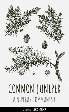 Ginepro di disegni vettoriali. Illustrazione disegnata a mano. Nome latino JUNIPERUS COMMUNIS L. Foto Stock