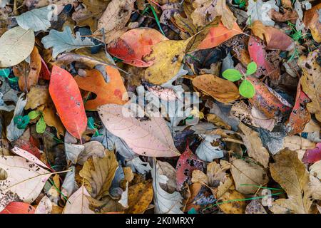 Immagine ravvicinata delle foglie cadute sul terreno Foto Stock