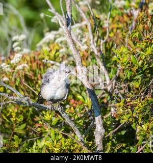 mockingbird settentrionale (Mimus polyglottos) che chiama un ramo di albero. Isola di Topsail. Carolina del Nord. STATI UNITI Foto Stock