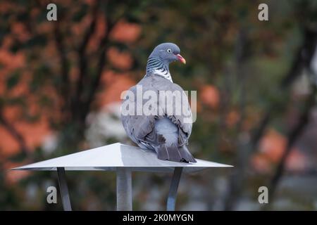 Piccione di legno (columba palumbus) su una lanterna Foto Stock