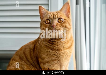 Giovane gatto domestico a righe rosse siede sul davanzale. Foto Stock