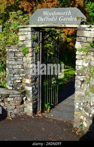 Wordsworth Daffodil Garden, Grasmere Lake District Inghilterra Regno Unito Foto Stock