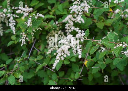 Un'immagine di primo piano di grappoli di fiori bianchi della pianta di Spray dell'oceano (Holodiscus scoloror), un arbusto deciduo nativo che cresce in una foresta di NW del Pacifico. Foto Stock