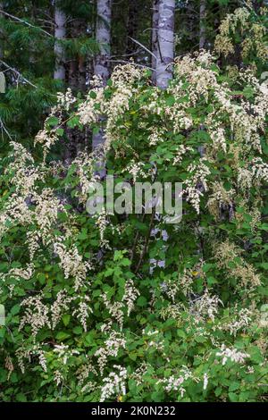 Oceanspray in fiore (Holodiscus scoloror), un arbusto deciduo multistemato con grappoli di fiori bianchi a cascata, nativo del Nord America occidentale. Foto Stock