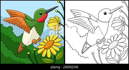 Hummingbird animale colorazione pagina Illustrazione Illustrazione Vettoriale