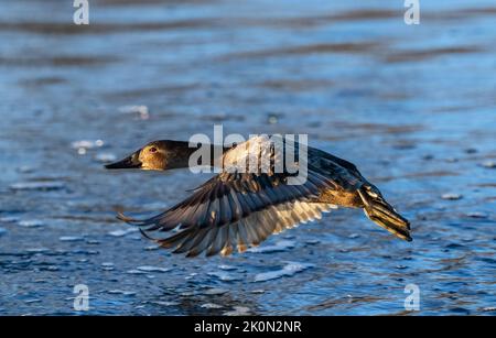 Una bella anatra femmina Canvasback che vola vicino all'acqua, dirigendosi verso l'ultima luce del giorno su un lago d'inverno. Primo piano del volo. Foto Stock