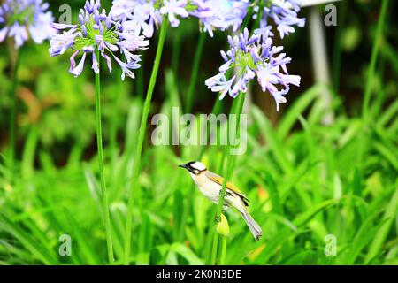 Bulbul (bulbul cinese) e fiori di giglio del Nilo (giglio africano) Foto Stock