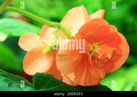 Fiori Begonia colorati in fiore, primo piano di giallo con fiori arancioni Begonia in fiore nel giardino Foto Stock