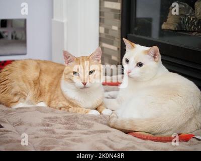 Mika il tabby arancione con Mitzie il fiammepoint Siamese Foto Stock