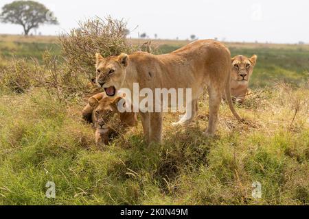 la leonessa arrabbiata ruggisce e mostra denti nella savana. Parco Serengeti, Tanzania Foto Stock