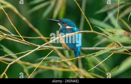 kingfisher sedette su un albero in cerca di pesce Foto Stock