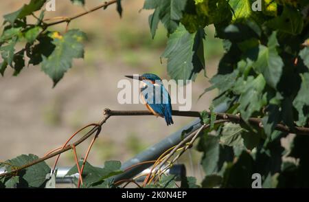 kingfisher sedette su un albero in cerca di pesce Foto Stock