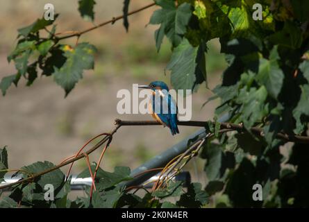 kingfisher sedette su un albero in cerca di pesce Foto Stock