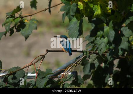 kingfisher sedette su un albero in cerca di pesce Foto Stock