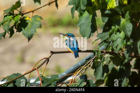 kingfisher sedette su un albero in cerca di pesce Foto Stock