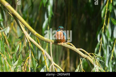 kingfisher sedette su un albero in cerca di pesce Foto Stock