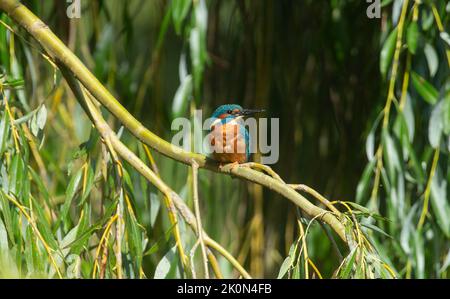 kingfisher sedette su un albero in cerca di pesce Foto Stock