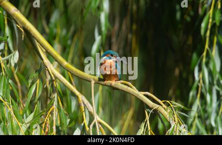 kingfisher sedette su un albero in cerca di pesce Foto Stock