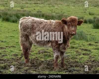 wooly marrone Highland vitello bovino si trovava in un campo di erba verde Foto Stock