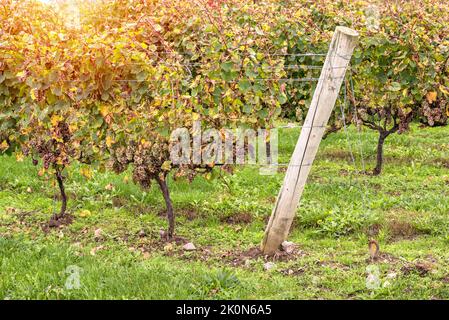 Fila di vitigni con grappoli di uva bianca in vigna in una giornata di sole autunnale Foto Stock