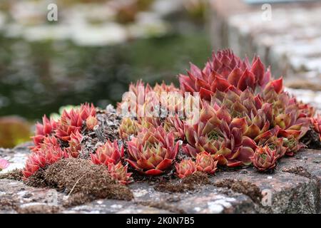 Pianta di Houseleek, specie di Sempervivum, rosette fogliari in primo piano su un muro di mattoni con uno stagno sfocato sullo sfondo. Foto Stock