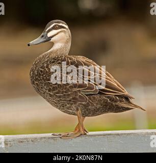 Ritratto della bella anatra del Pacifico, Anas superciliosa, arroccato su ringhiera di legno su sfondo marrone chiaro, nel parco cittadino in Australia Foto Stock