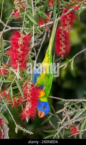 Rainbow Lorikeet, Trichoglossus moluccanus, appeso capovolto e si nutre di fiori rossi di un albero di callistemon nativo nel parco cittadino in Australia Foto Stock