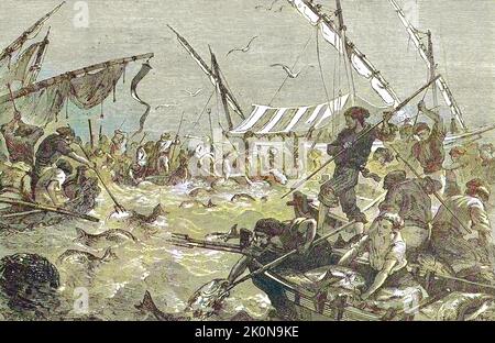 Thunfischjagd mit Harpunen, Tunfisch, Fischerei in la Madrague an der Küste der Provence, im Jahre 1869, Frankreich / Tuna caccia con arpioni, tonno, pesca a la Madrague sulla costa della Provenza, nel 1869, Francia, Historisch, restaurierte digitale Reproduktion einer Originalvordem aus 19. Jahrhundert, genaues Originalatum nicht bekannt / riproduzione storica, digitale migliorata di un originale del 19th ° secolo Foto Stock