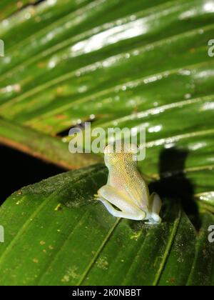Rana di Cochran grinosa (Cochranella granulosa) dalla Costa Rica Foto Stock