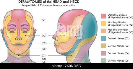 Diagramma medico dei Dermatomi della testa e del collo. Illustrazione Vettoriale