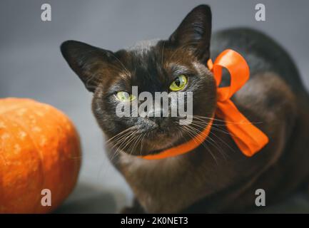 Burma gatto in nastro arancione su Halloween, ritratto di gatto grumpy con occhi gialli verdi da zucca, carino animale domestico birmano guardare la macchina fotografica in Halloween holida Foto Stock