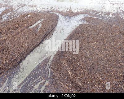 La marea in uscita ha trascinato pezzi fini di driftwood attraverso un canale che forma il profilo di un grande pinguino su sabbia grigia Foto Stock